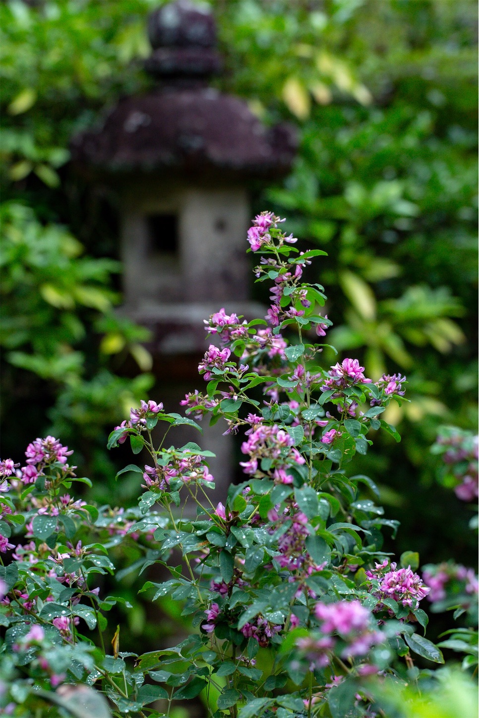 f:id:Shotetsuan:20191114230007j:plain f:id:Shotetsuan:20191114230007j:plain