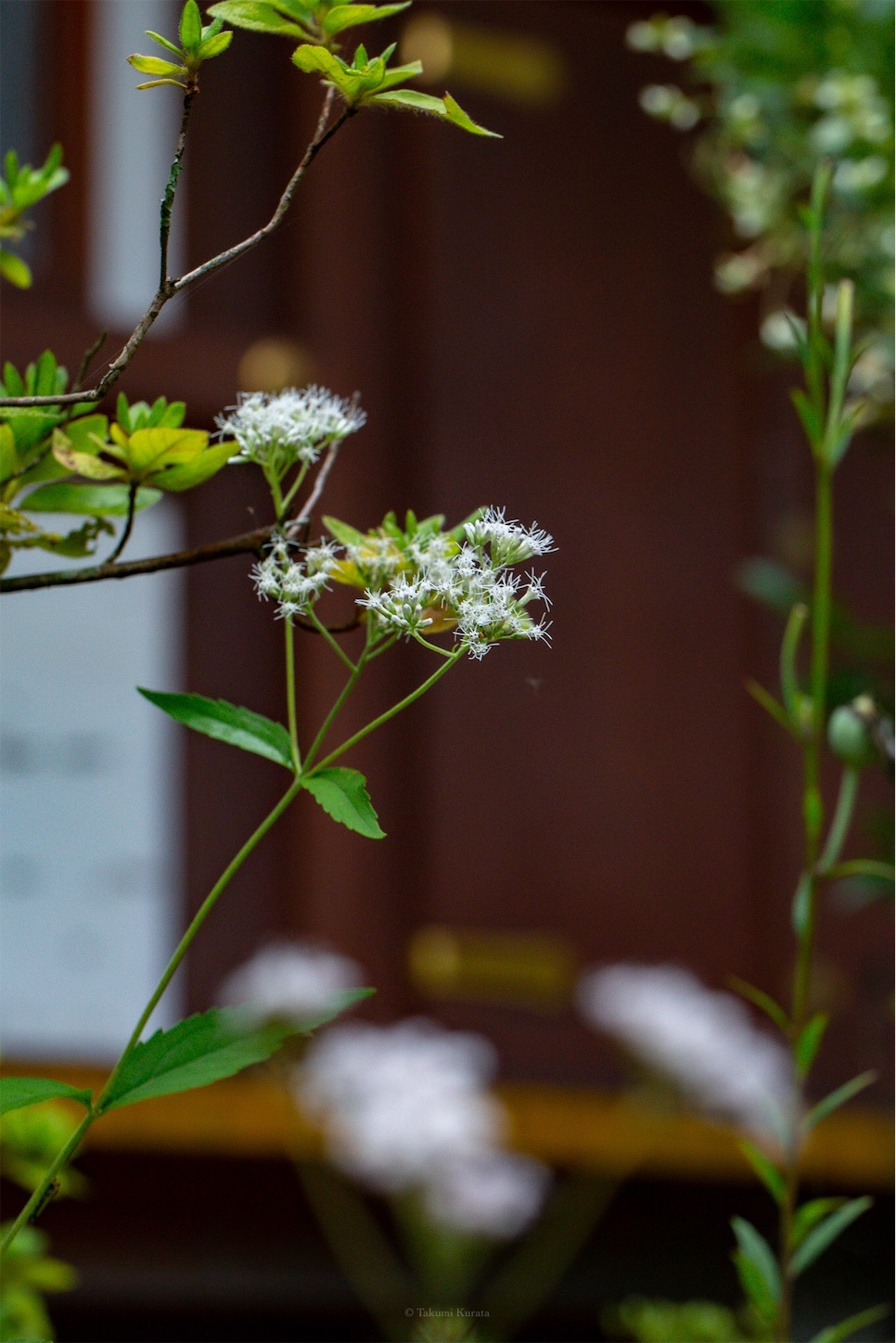f:id:Shotetsuan:20191114230117j:plain f:id:Shotetsuan:20191114230117j:plain