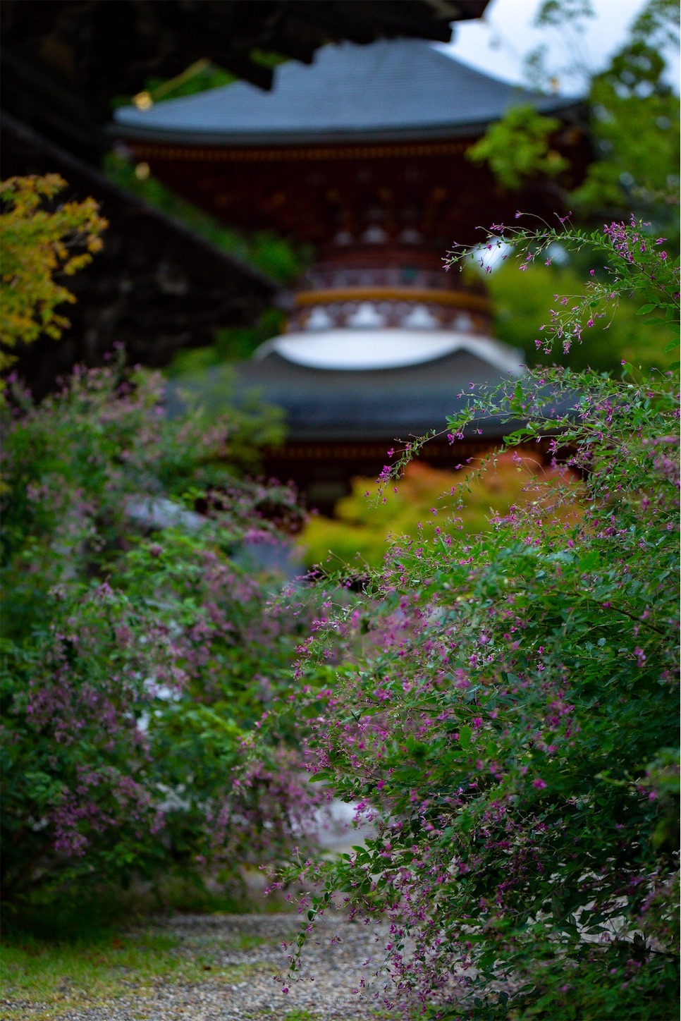 f:id:Shotetsuan:20191114230132j:plain f:id:Shotetsuan:20191114230132j:plain