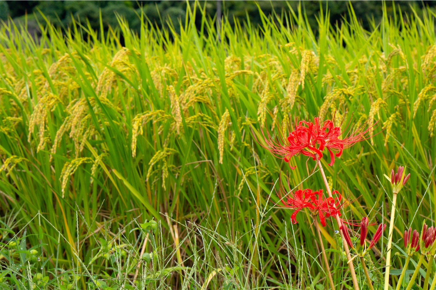 f:id:Shotetsuan:20191115073819j:plain f:id:Shotetsuan:20191115073819j:plain