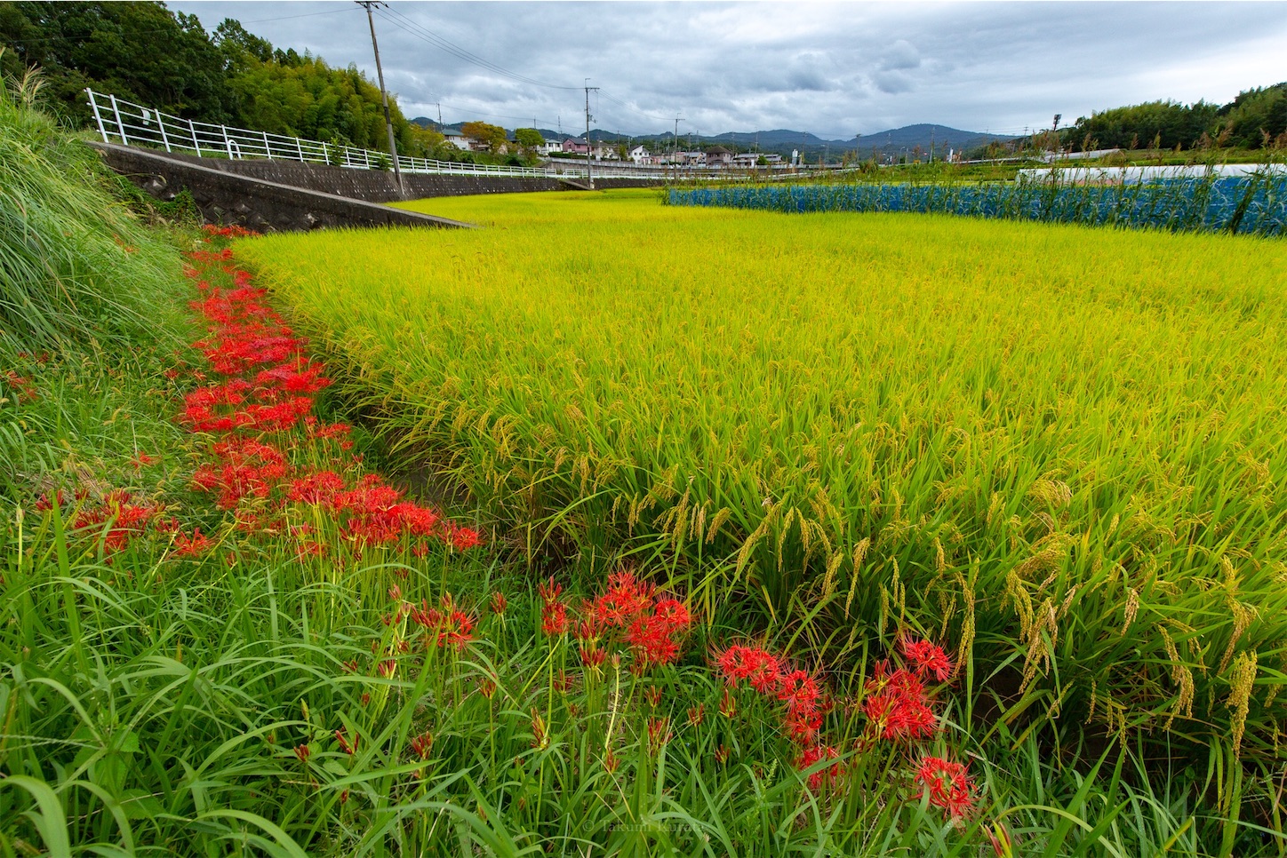 f:id:Shotetsuan:20191115073849j:plain f:id:Shotetsuan:20191115073849j:plain