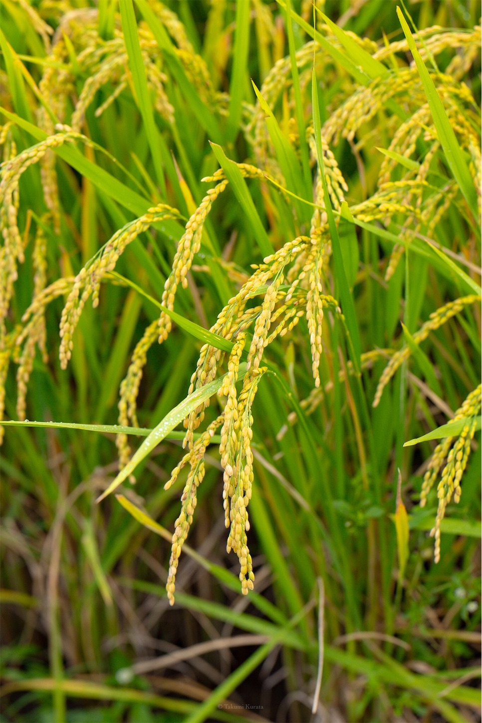 f:id:Shotetsuan:20191115073856j:plain f:id:Shotetsuan:20191115073856j:plain