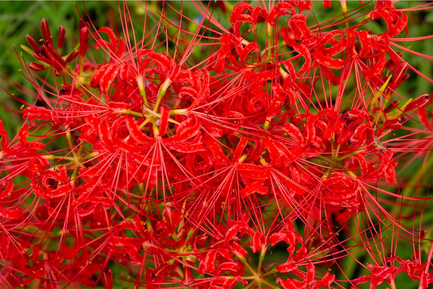 f:id:Shotetsuan:20191115073924j:plain f:id:Shotetsuan:20191115073924j:plain