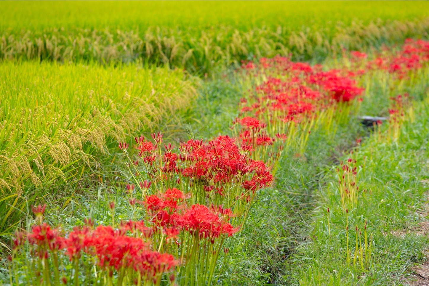 f:id:Shotetsuan:20191115074004j:plain f:id:Shotetsuan:20191115074004j:plain