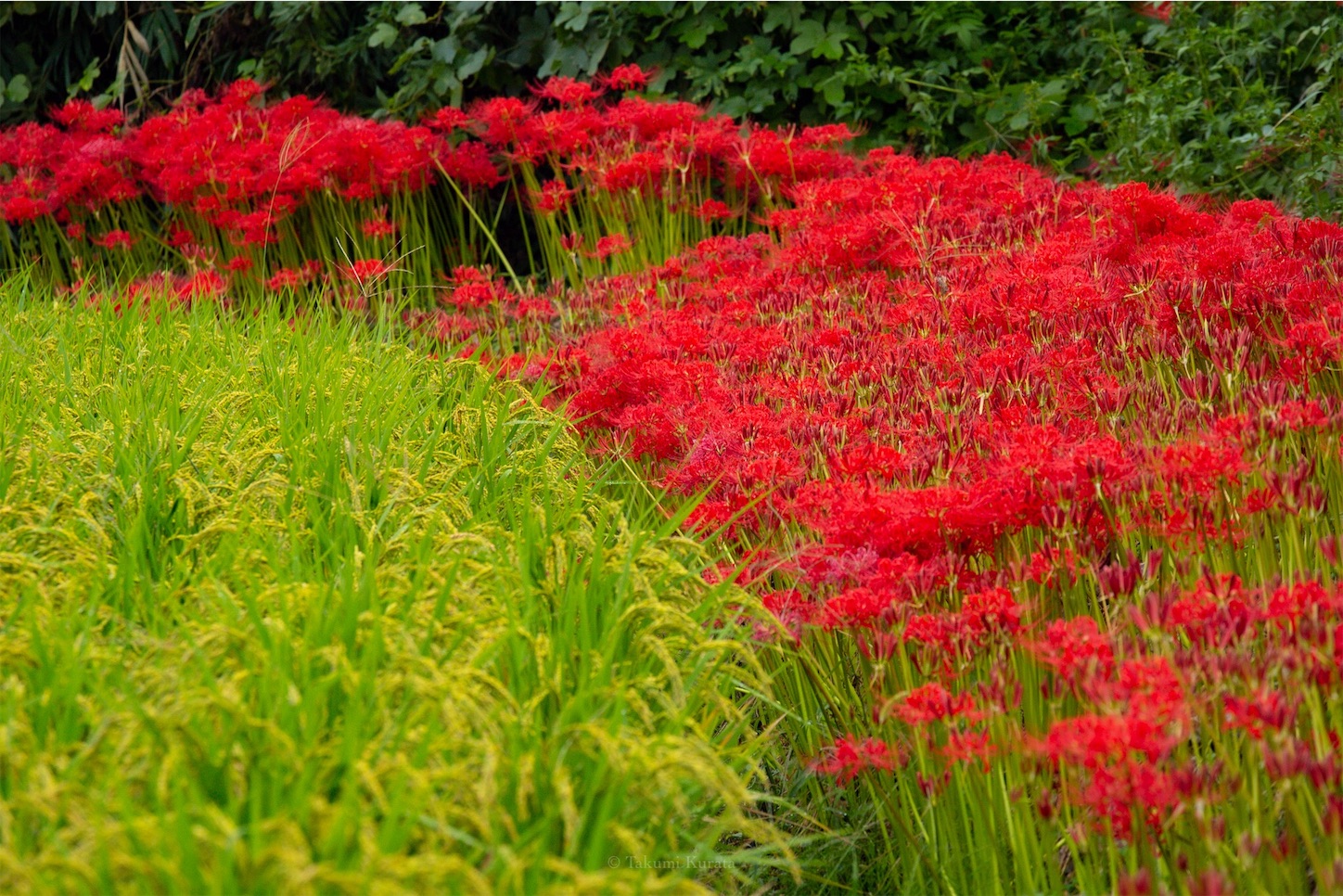 f:id:Shotetsuan:20191115074012j:plain f:id:Shotetsuan:20191115074012j:plain