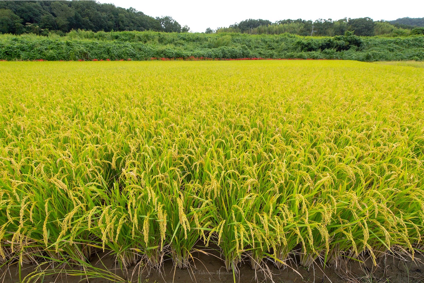 f:id:Shotetsuan:20191115074041j:plain f:id:Shotetsuan:20191115074041j:plain