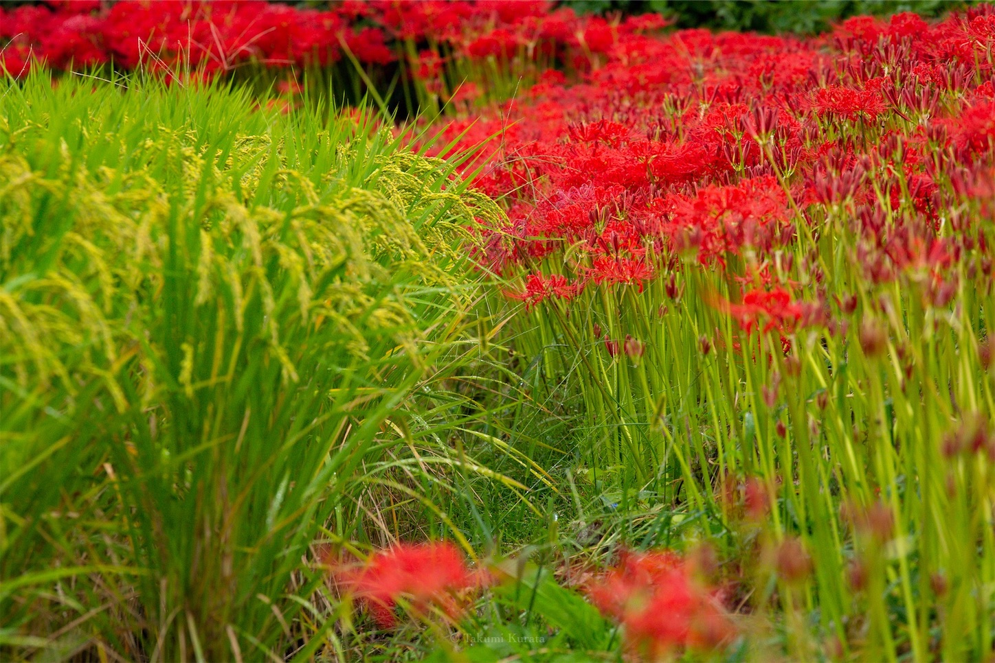 f:id:Shotetsuan:20191115074046j:plain f:id:Shotetsuan:20191115074046j:plain