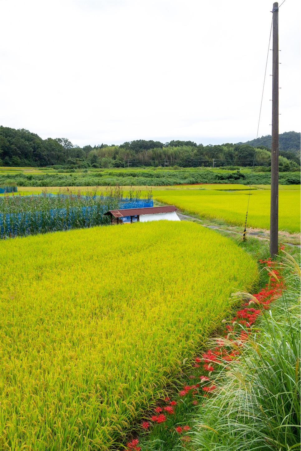 f:id:Shotetsuan:20191115074051j:plain f:id:Shotetsuan:20191115074051j:plain