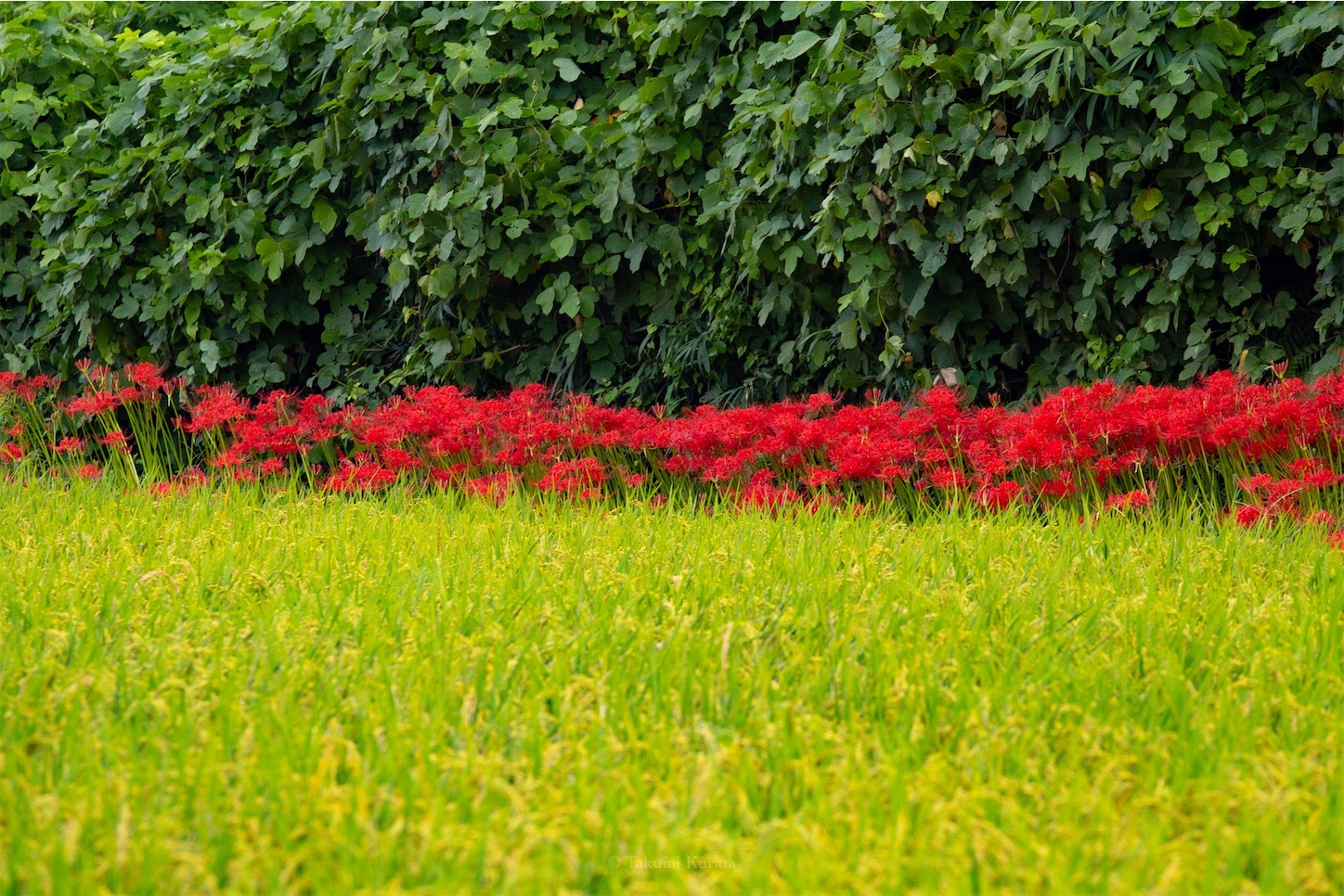 f:id:Shotetsuan:20191115074059j:plain f:id:Shotetsuan:20191115074059j:plain