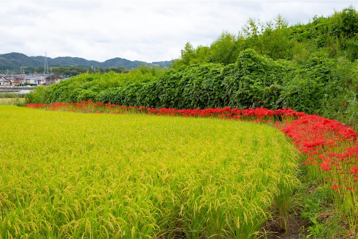 f:id:Shotetsuan:20191115074113j:plain f:id:Shotetsuan:20191115074113j:plain