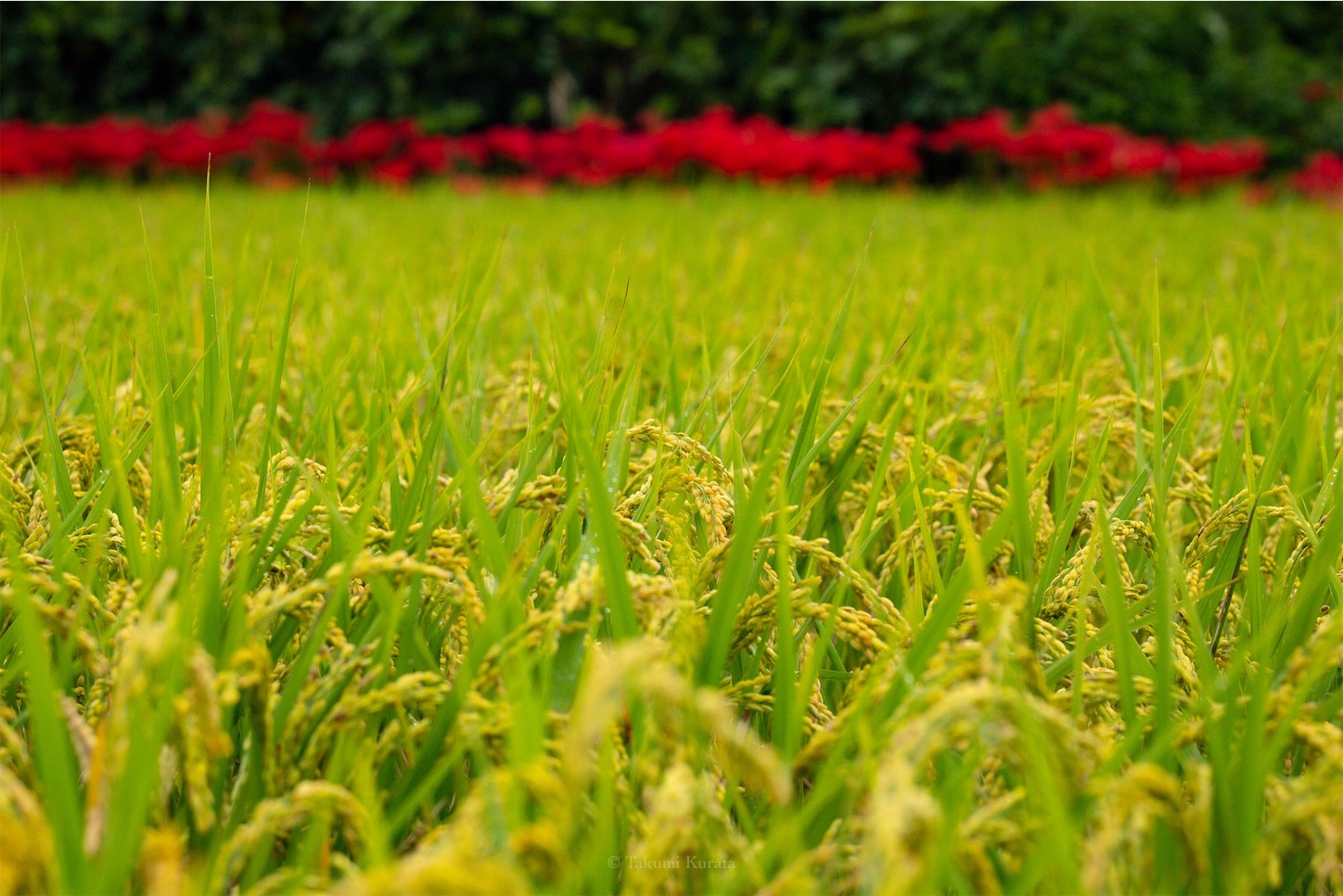 f:id:Shotetsuan:20191115074118j:plain f:id:Shotetsuan:20191115074118j:plain