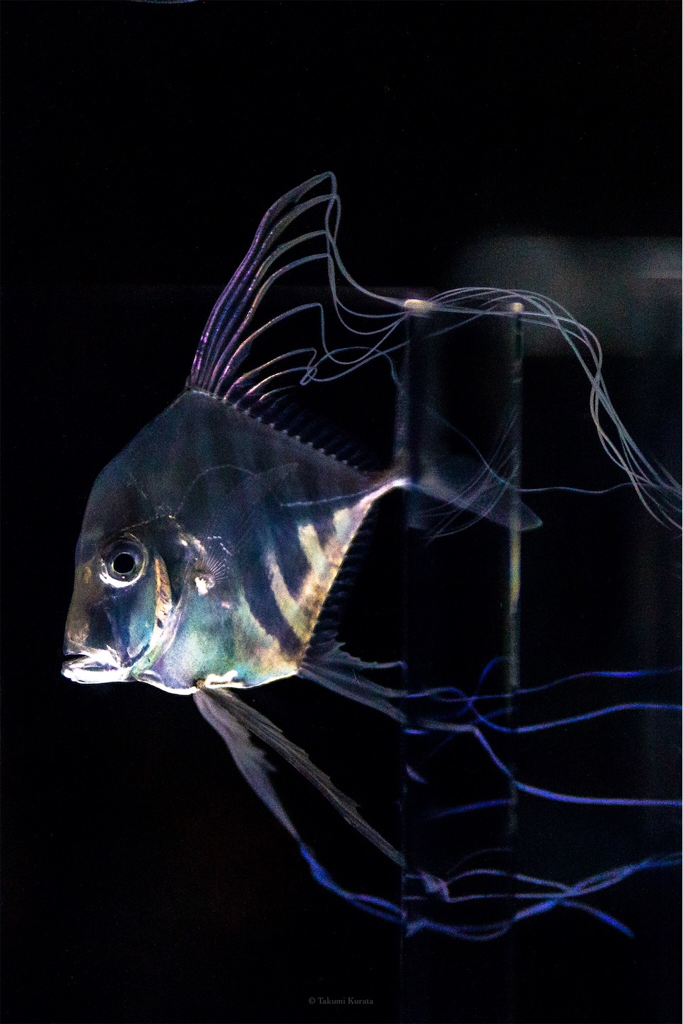 f:id:Shotetsuan:20191117194050j:plain f:id:Shotetsuan:20191117194050j:plain