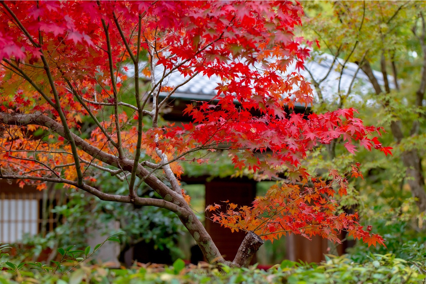 f:id:Shotetsuan:20191117201619j:plain f:id:Shotetsuan:20191117201619j:plain