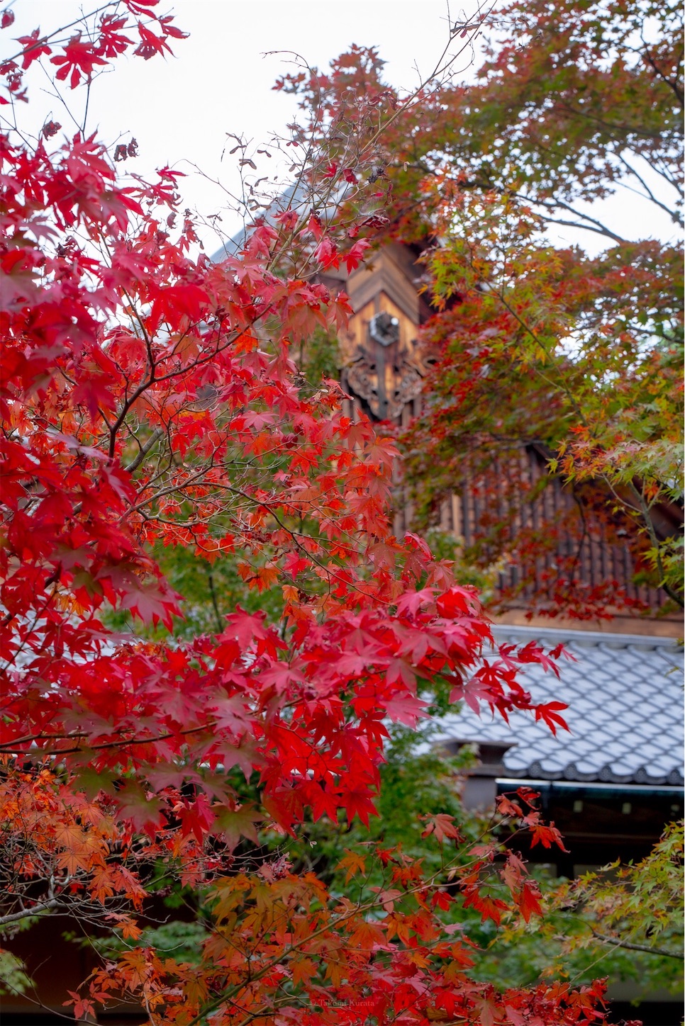 f:id:Shotetsuan:20191117201836j:plain f:id:Shotetsuan:20191117201836j:plain