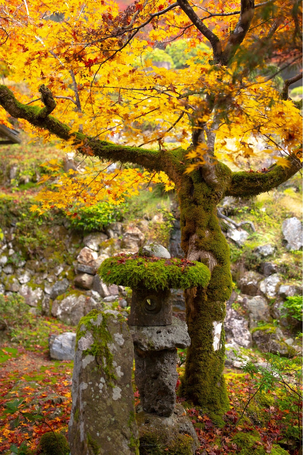 f:id:Shotetsuan:20191210075326j:plain f:id:Shotetsuan:20191210075326j:plain