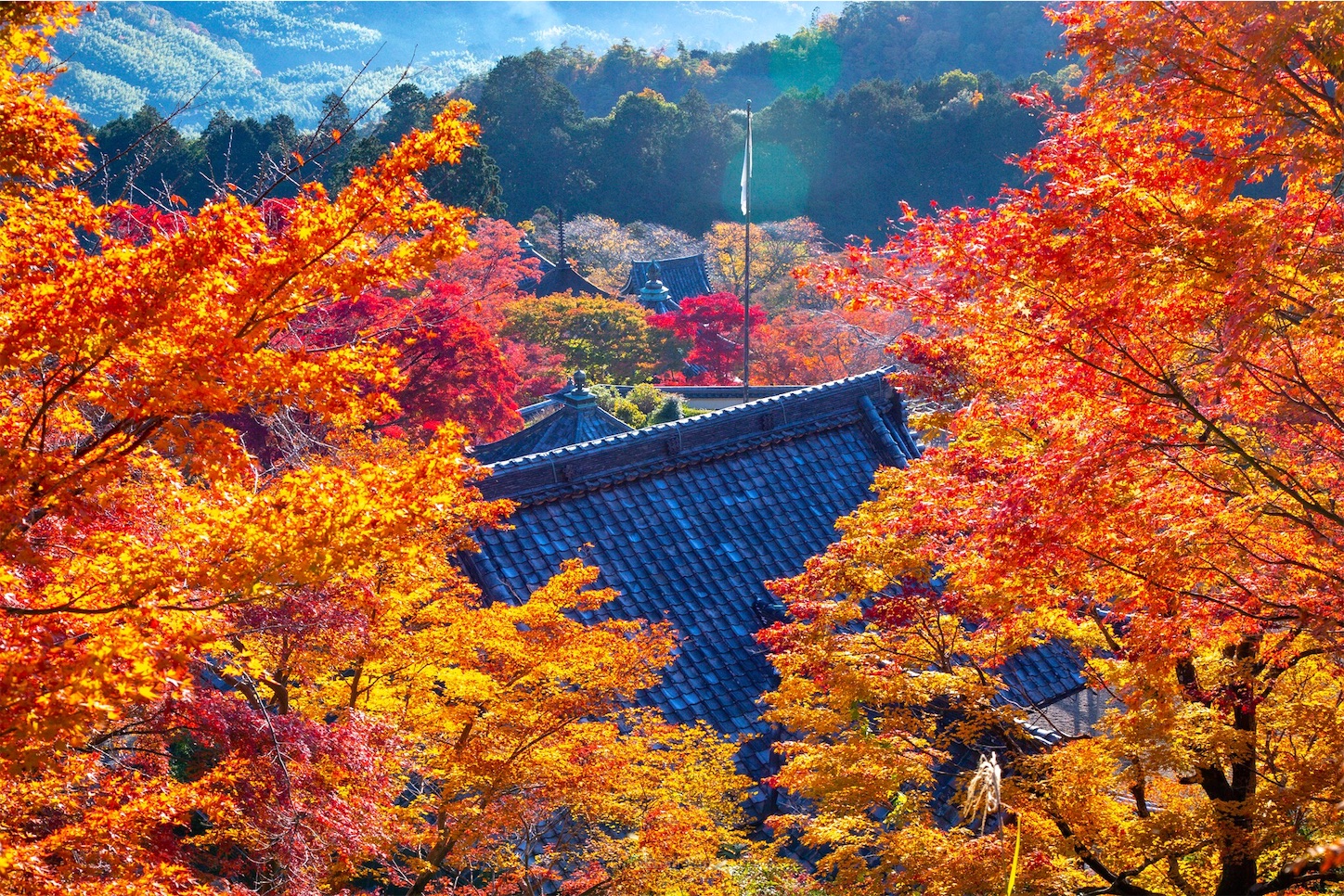 f:id:Shotetsuan:20191210082249j:plain f:id:Shotetsuan:20191210082249j:plain