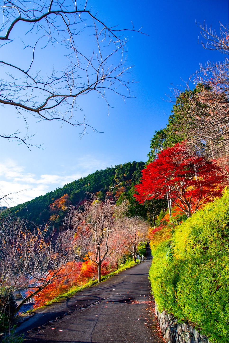 f:id:Shotetsuan:20191210082303j:plain f:id:Shotetsuan:20191210082303j:plain