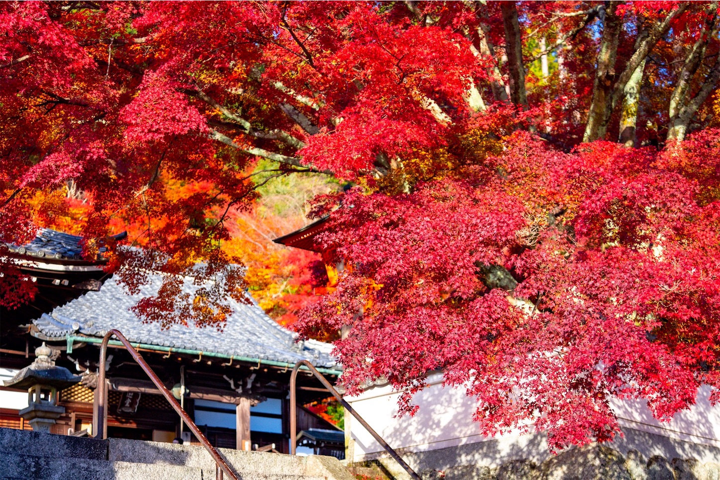 f:id:Shotetsuan:20191210082334j:plain f:id:Shotetsuan:20191210082334j:plain