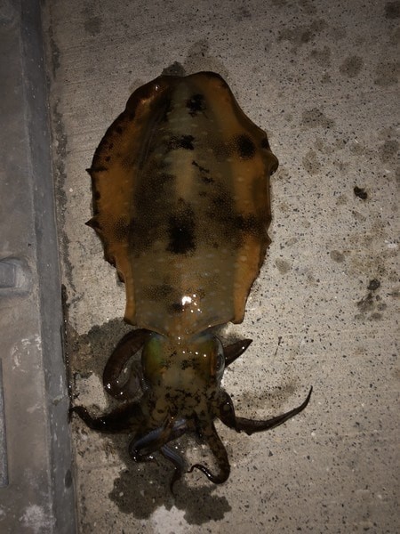 f:id:ShuN1:20190701220702j:plain f:id:ShuN1:20190701220702j:plain