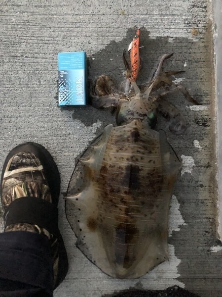 f:id:ShuN1:20190701220710j:plain f:id:ShuN1:20190701220710j:plain