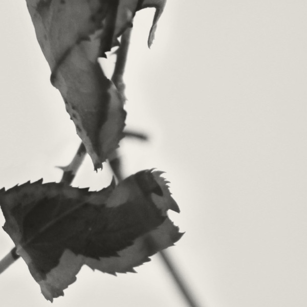 f:id:ShumAmb:20201218011700j:plain