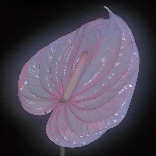 f:id:ShumAmb:20201218014945j:plain