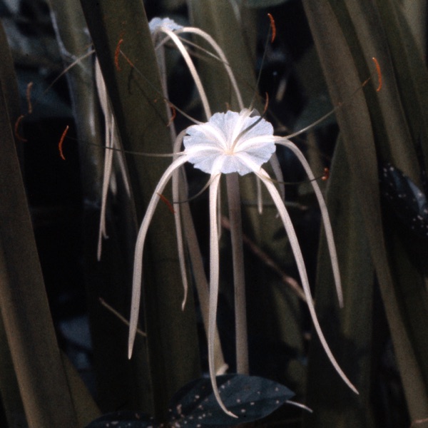 f:id:ShumAmb:20201218023444j:plain