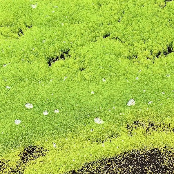 f:id:ShumAmb:20211225165905j:plain