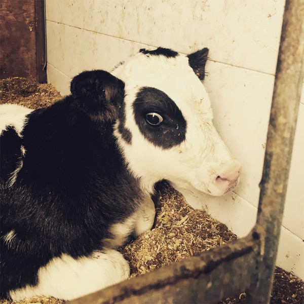 f:id:ShumAmb:20211225171117j:plain