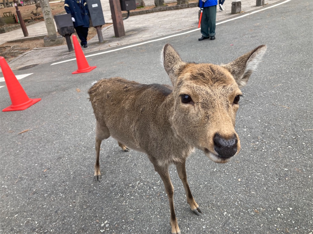 f:id:Shumai:20211216110249j:image