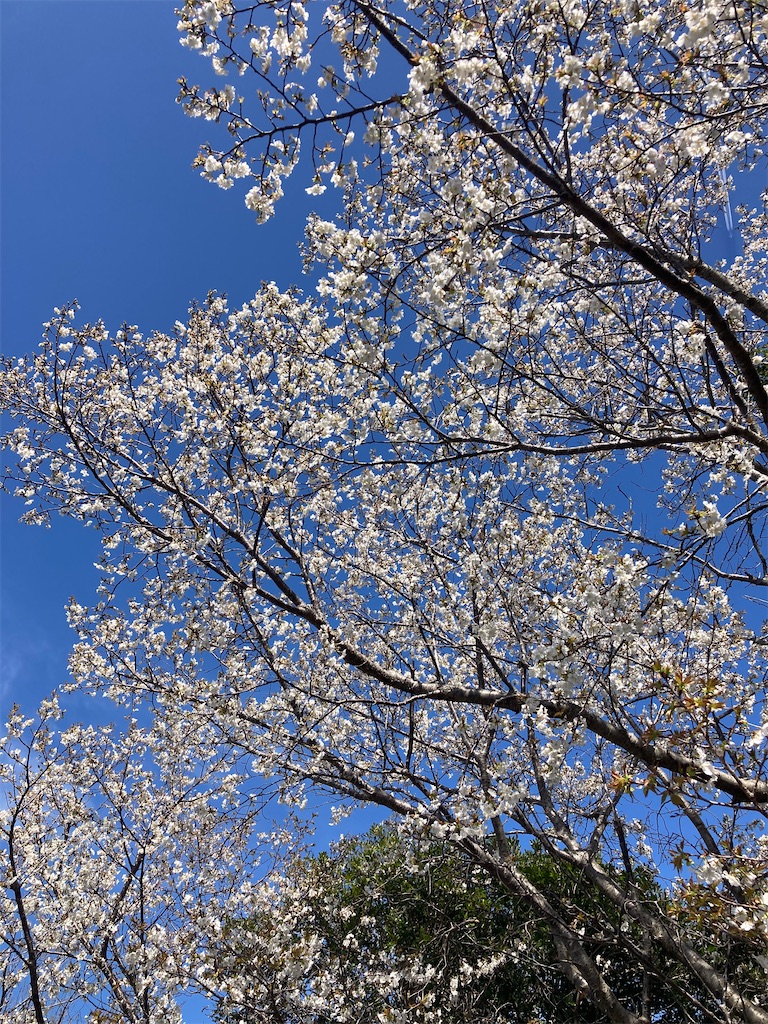 f:id:Shumai:20220321094305j:image