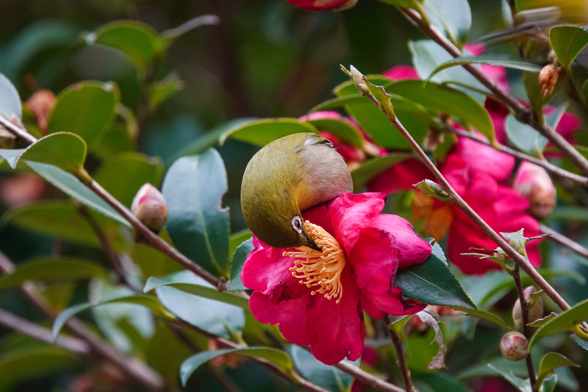 f:id:SiO79:20220126225339j:plain