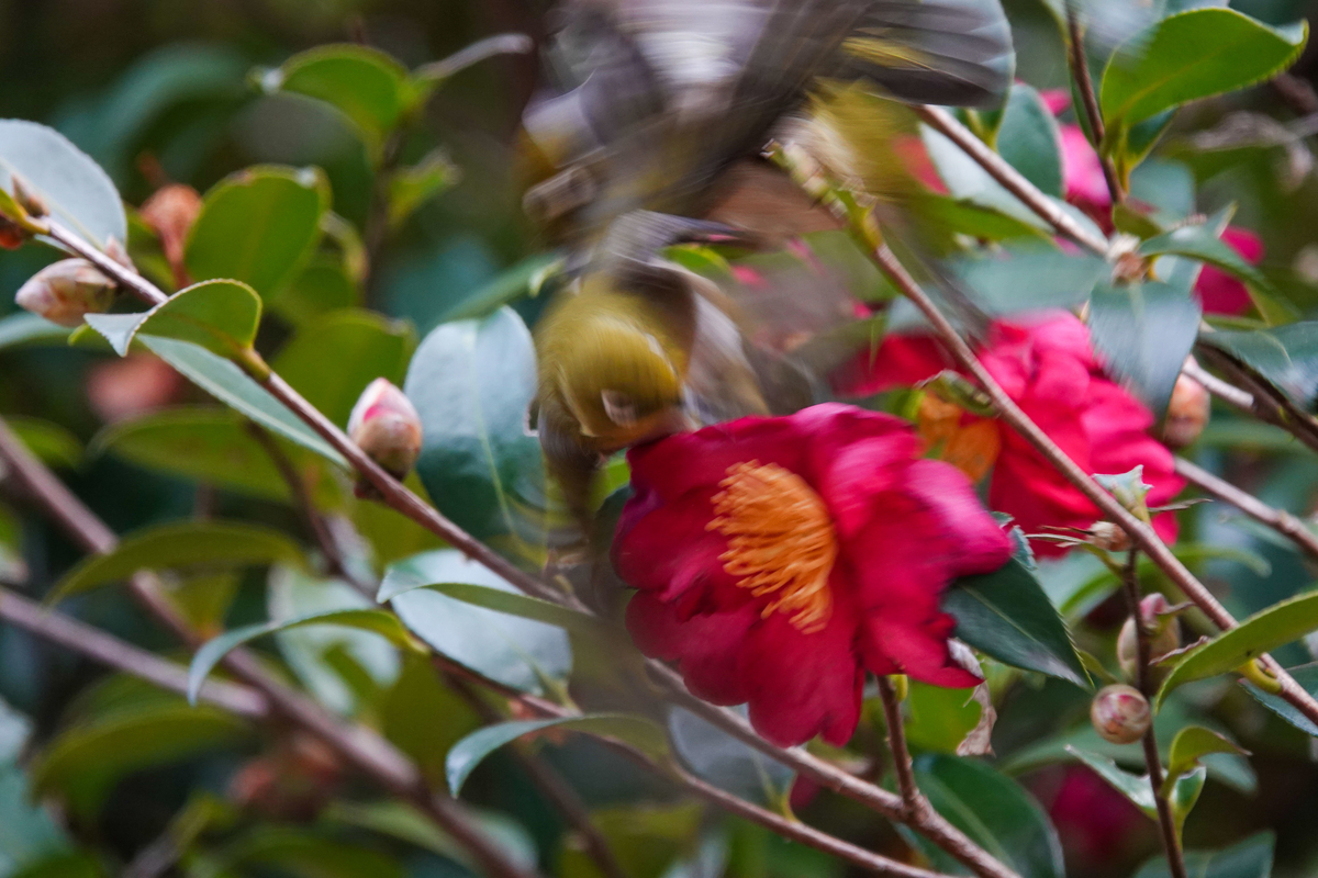 f:id:SiO79:20220126225505j:plain