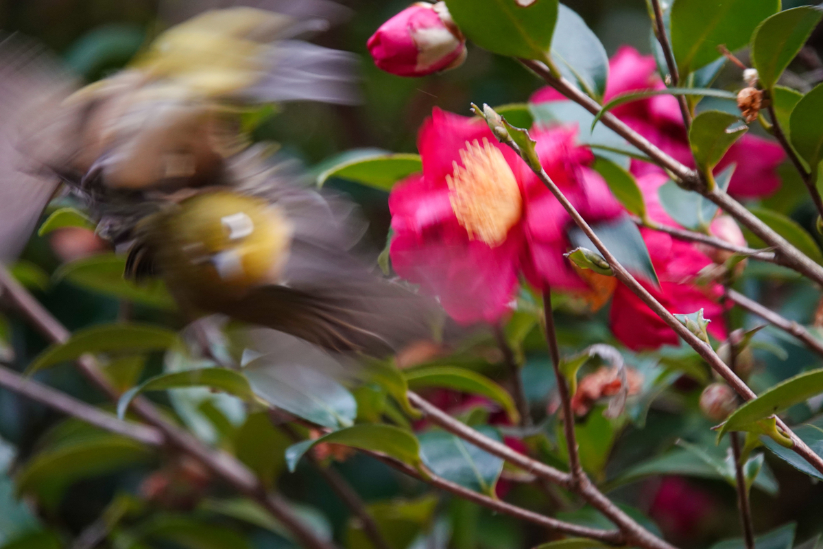 f:id:SiO79:20220126225902j:plain