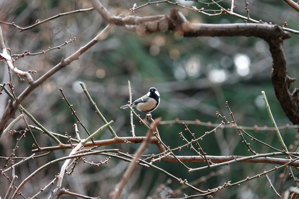 f:id:SiO79:20220126231013j:plain