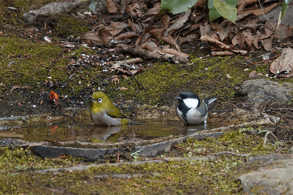 f:id:SiO79:20220126231359g:plain