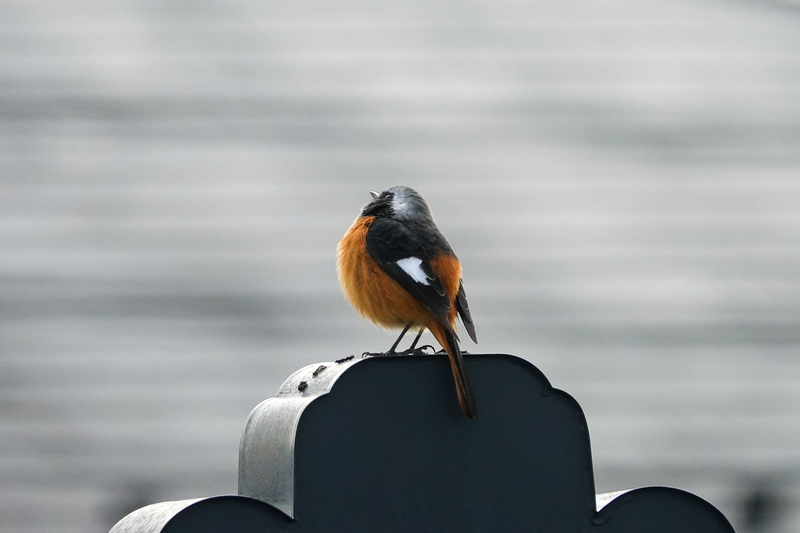 f:id:SiO79:20220129222714j:plain