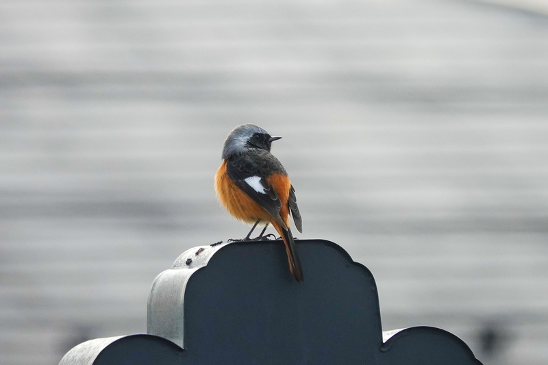 f:id:SiO79:20220129222722j:plain