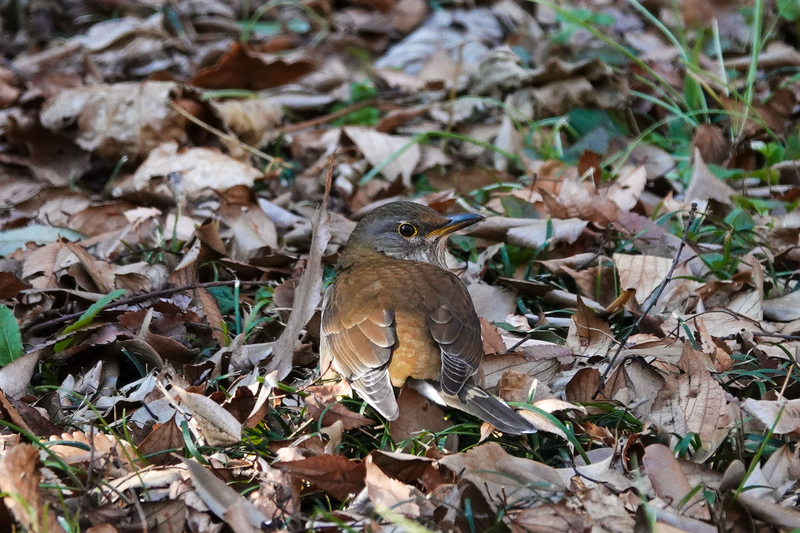 f:id:SiO79:20220130225529j:plain