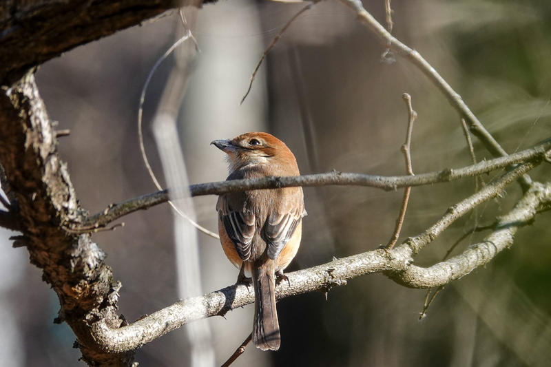 f:id:SiO79:20220130225609j:plain