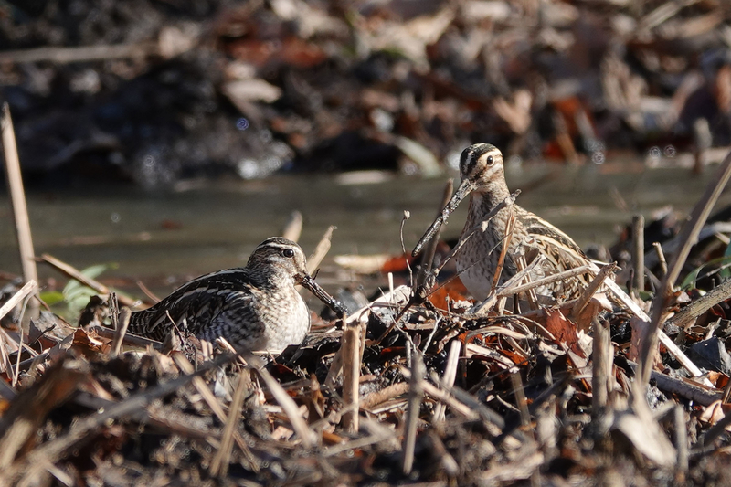 f:id:SiO79:20220130225721j:plain