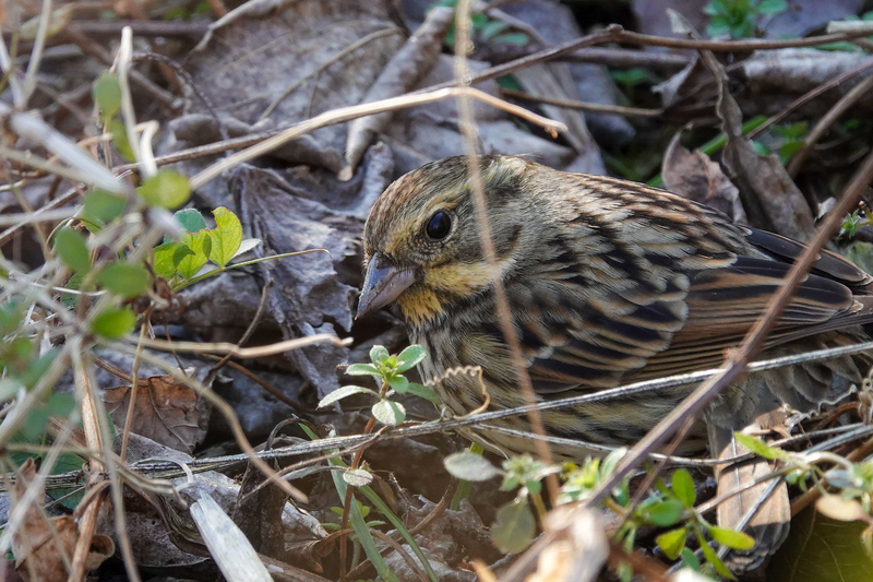 f:id:SiO79:20220130225743j:plain