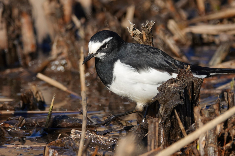 f:id:SiO79:20220130225854j:plain