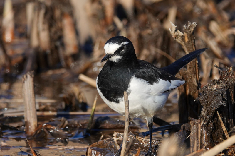 f:id:SiO79:20220130225932j:plain