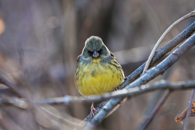 f:id:SiO79:20220130225956j:plain