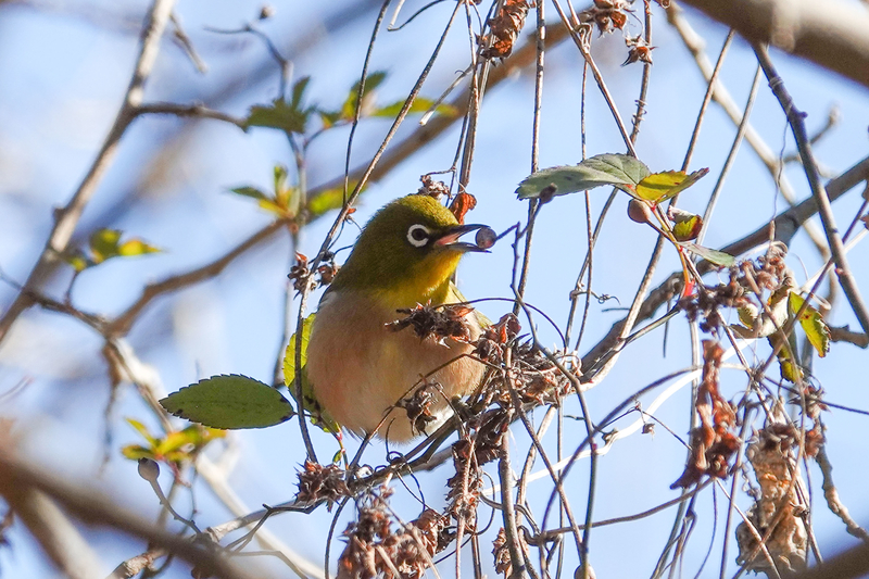 f:id:SiO79:20220204230633j:plain