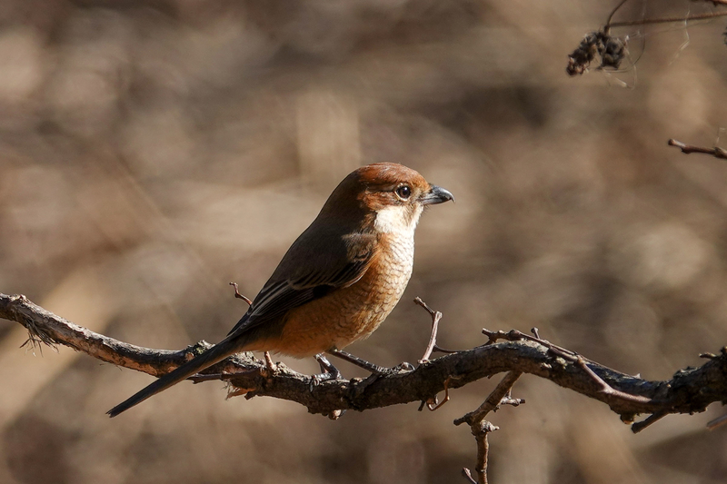 f:id:SiO79:20220204230652j:plain