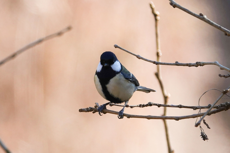 f:id:SiO79:20220204233808j:plain