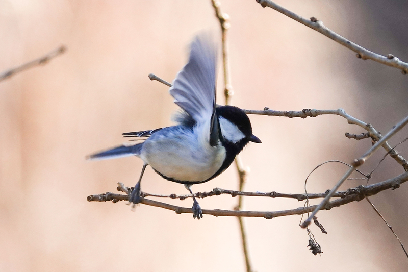 f:id:SiO79:20220204233816j:plain