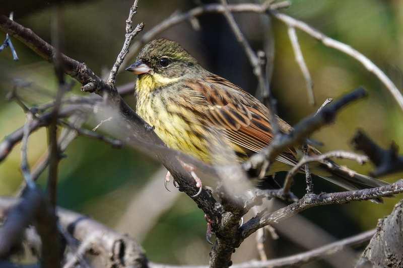 f:id:SiO79:20220211191228j:plain